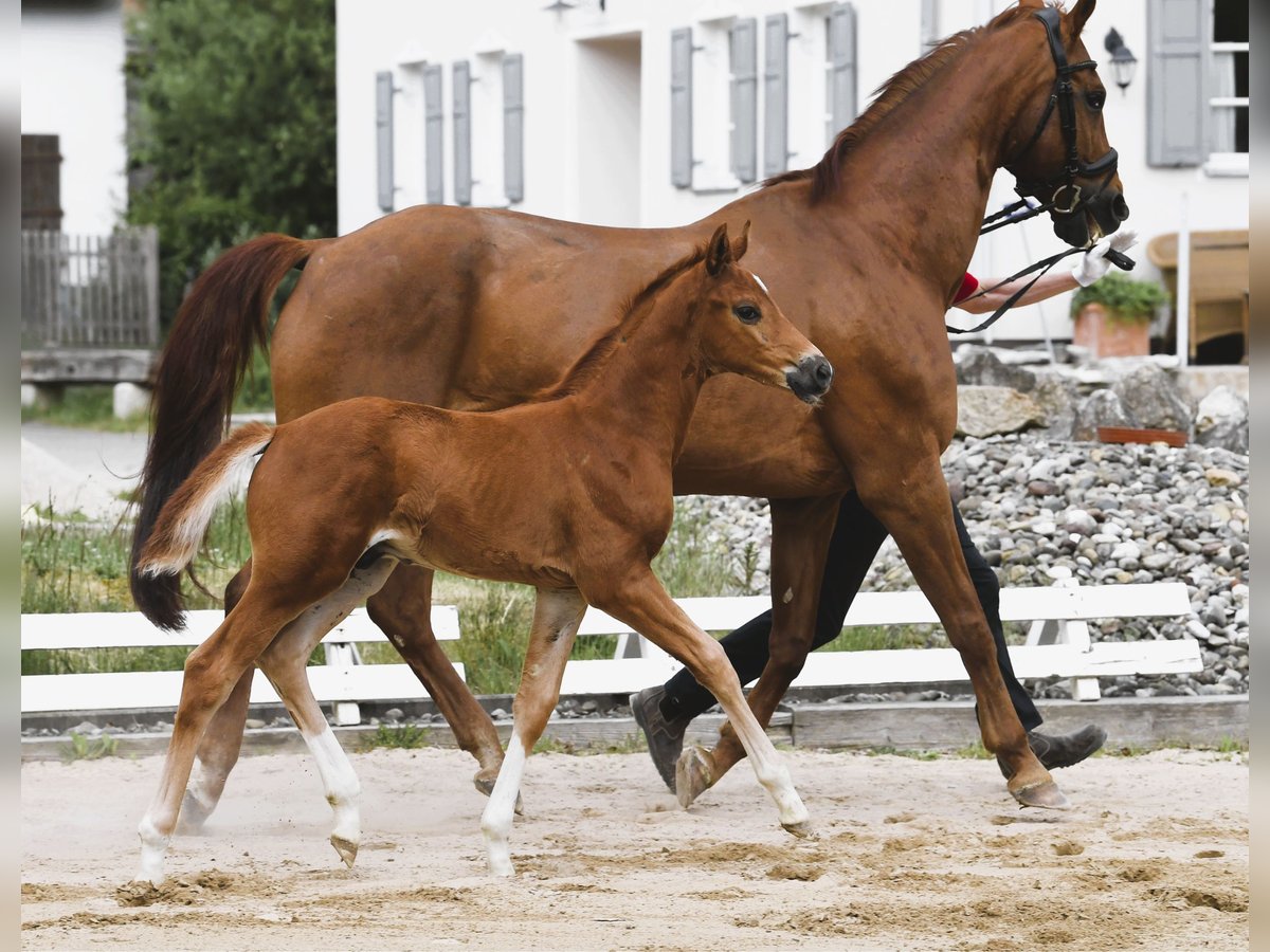 Westphalian Stallion Foal (04/2025) Chestnut-Red in Eichst&#xE4;tt