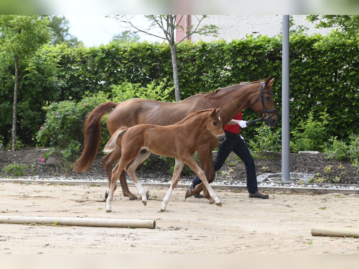 Westphalian Stallion  Chestnut-Red in Eichstätt