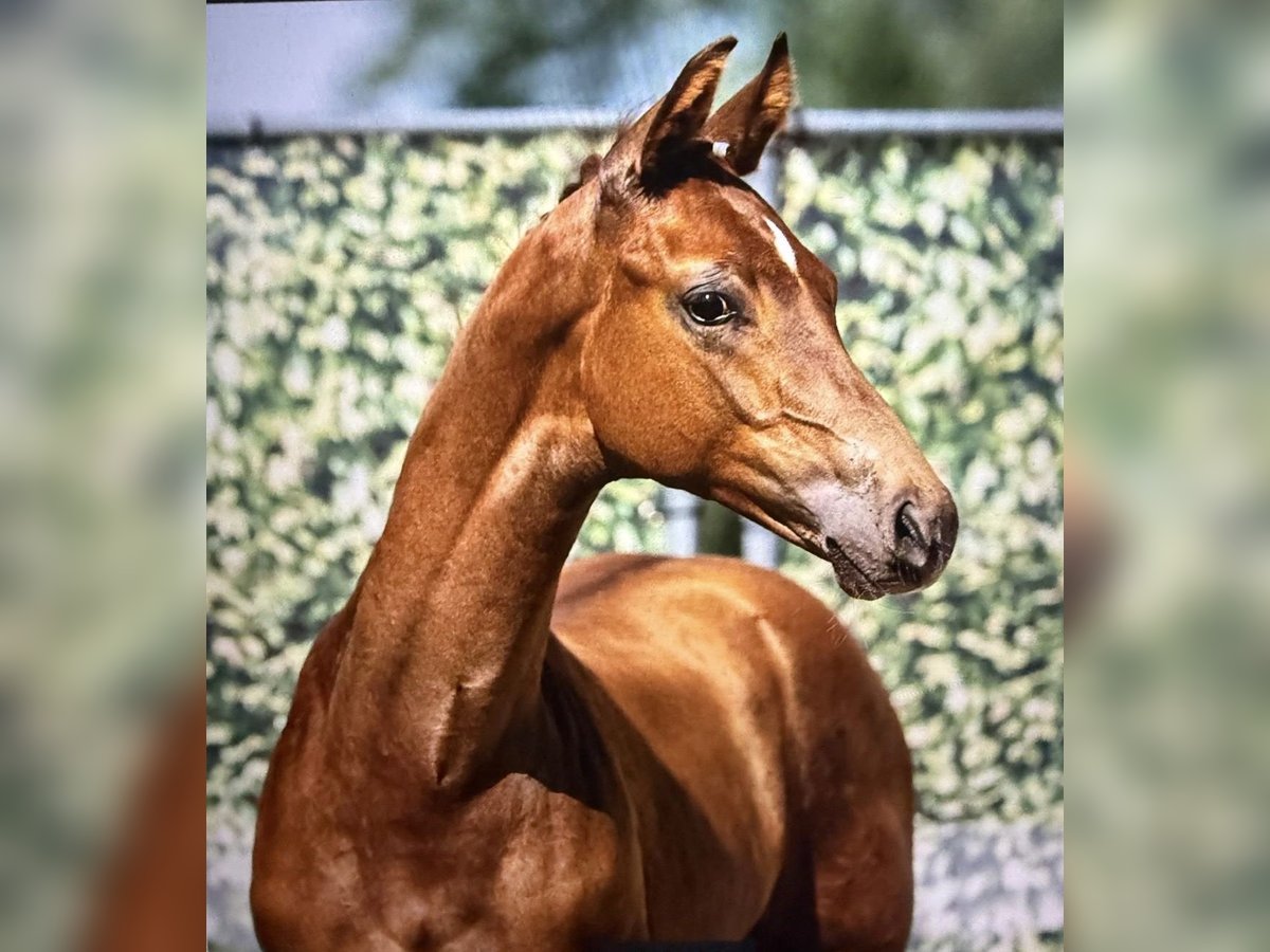 Westphalian Stallion Foal (04/2025) Chestnut-Red in Halver