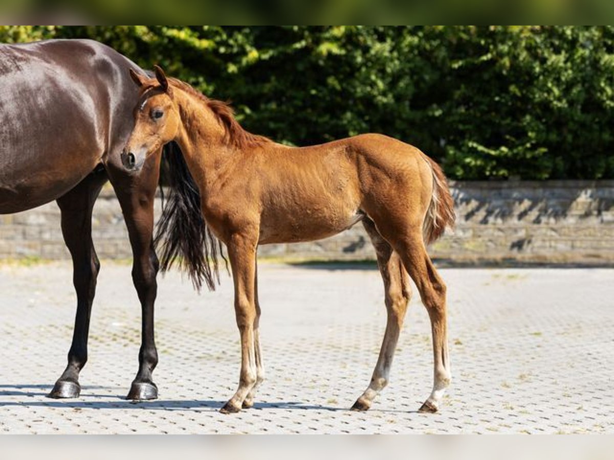 Westphalian Stallion Foal (06/2025) Chestnut-Red in Bocholt