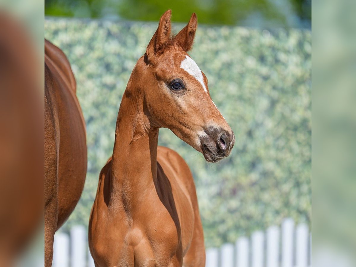 Westphalian Stallion  Chestnut-Red in Mnster-Handorf