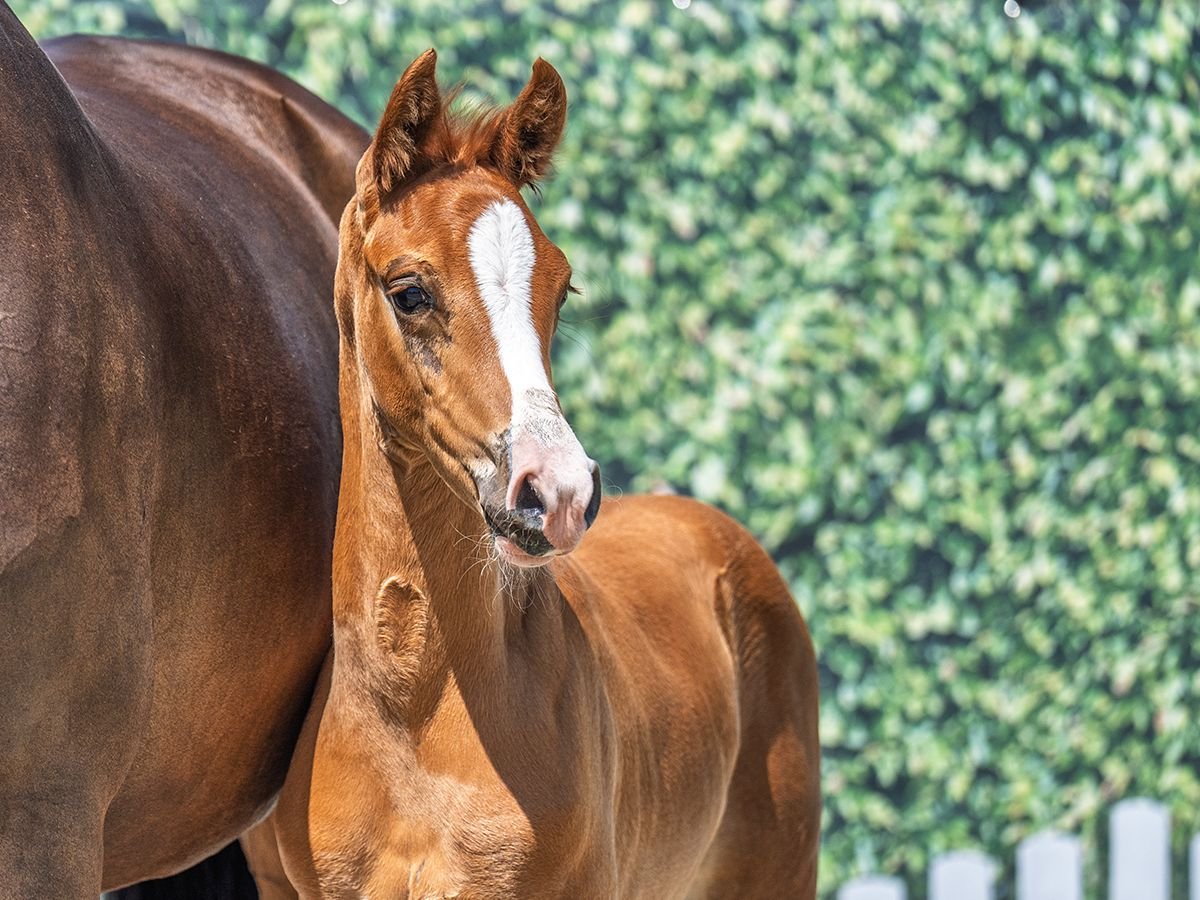 Westphalian Stallion  Chestnut-Red in M&#xFC;nster Handorf