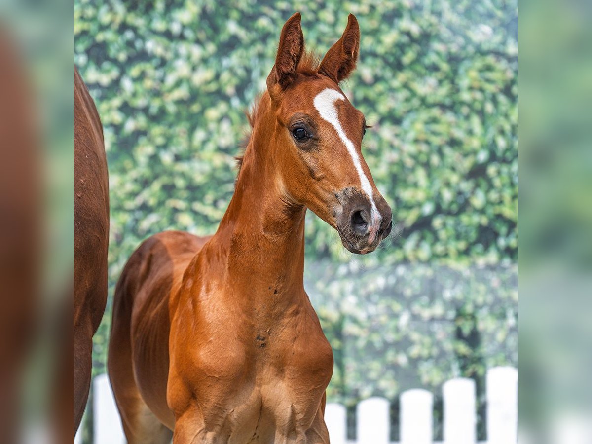 Westphalian Stallion Foal (07/2025) Chestnut-Red in M&#xFC;nster-Handorf