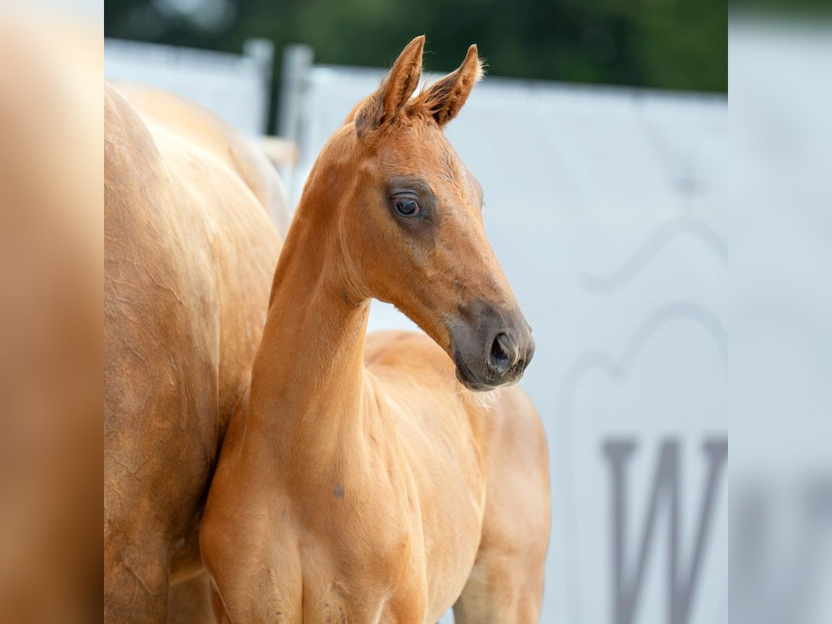 Westphalian Stallion Foal (06/2023) Chestnut-Red in Münster-Handorf