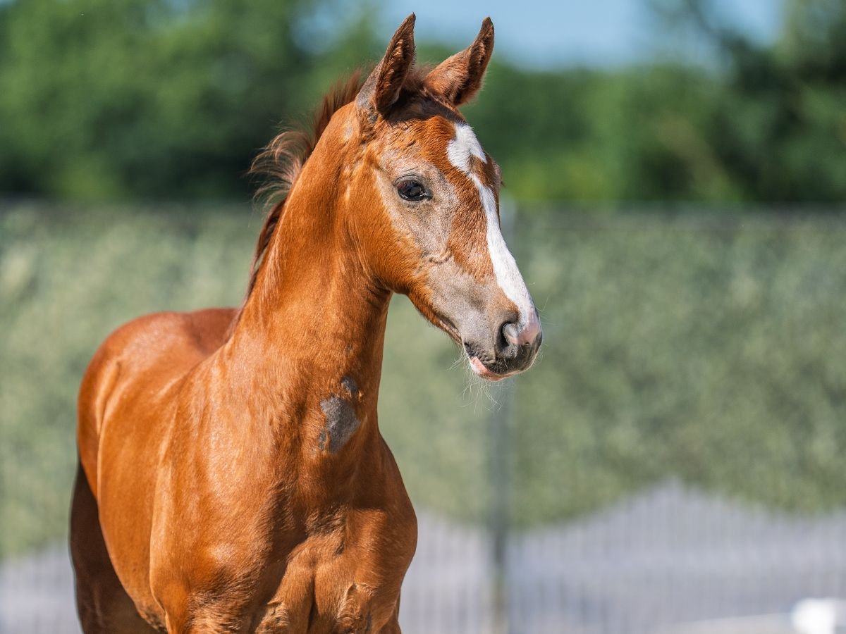 Westphalian Stallion  Chestnut-Red in M&#xFC;nster Handorf