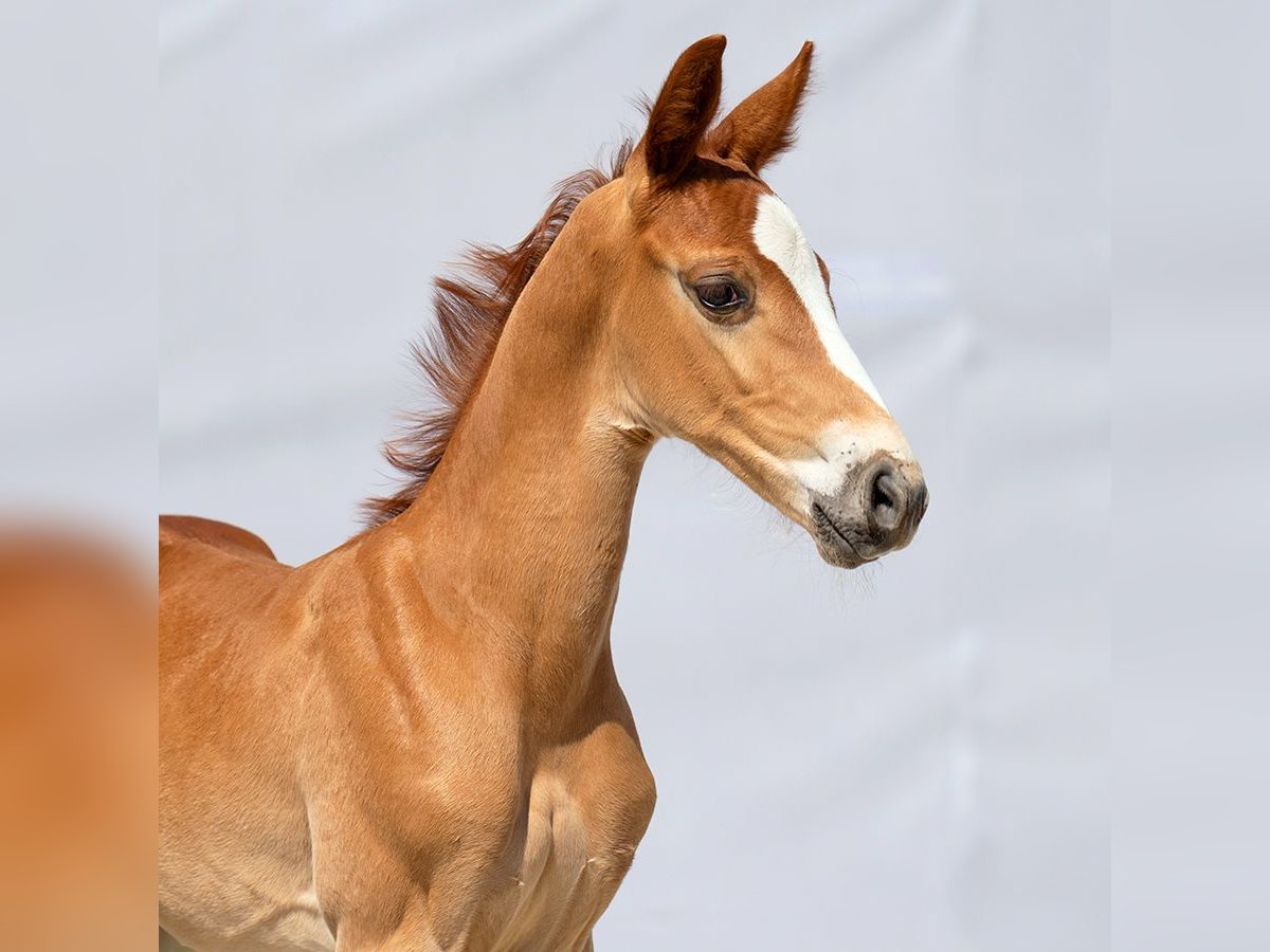 Westphalian Stallion Foal (05/2023) Chestnut-Red in Münster-Handorf