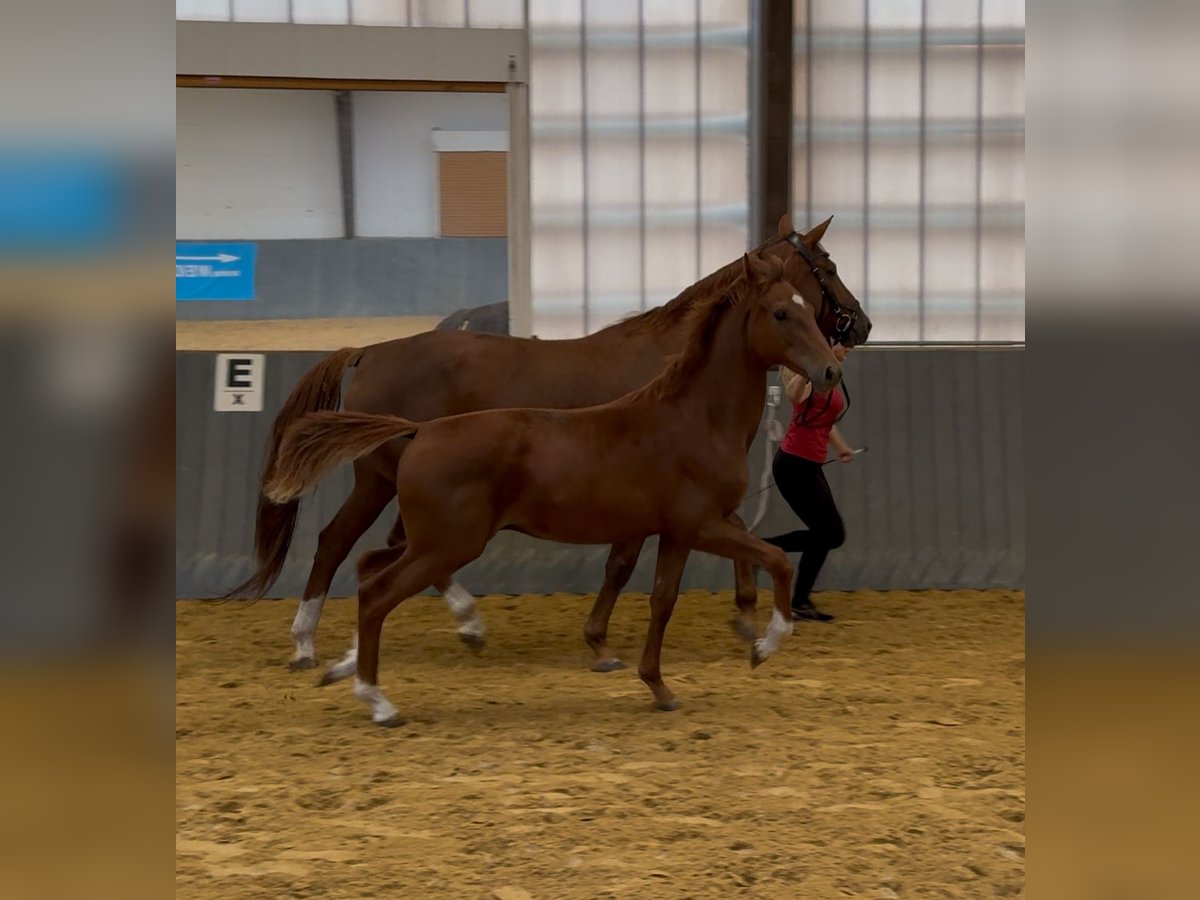 Westphalian Stallion Foal (03/2025) Chestnut-Red in Gartow