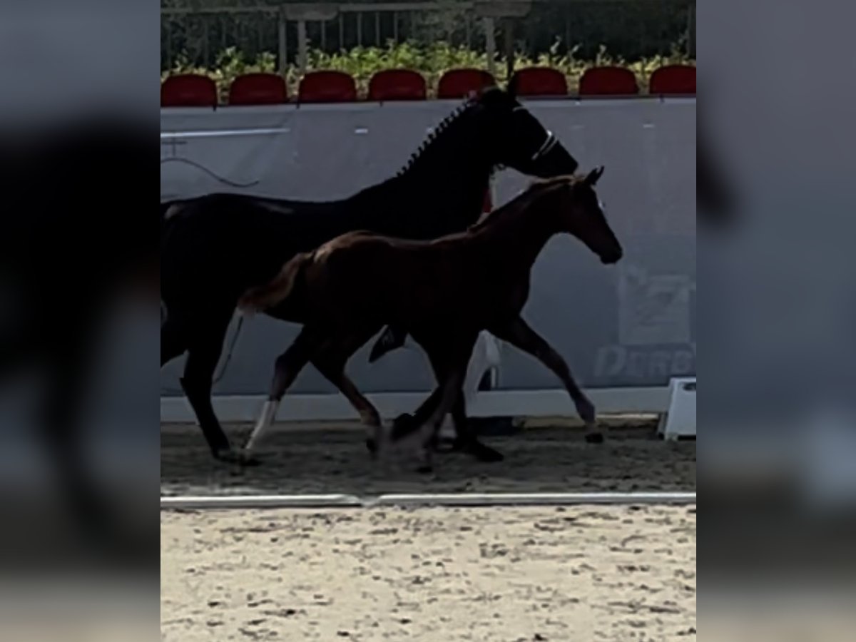 Westphalian Stallion Foal (05/2024) Chestnut-Red in Münster