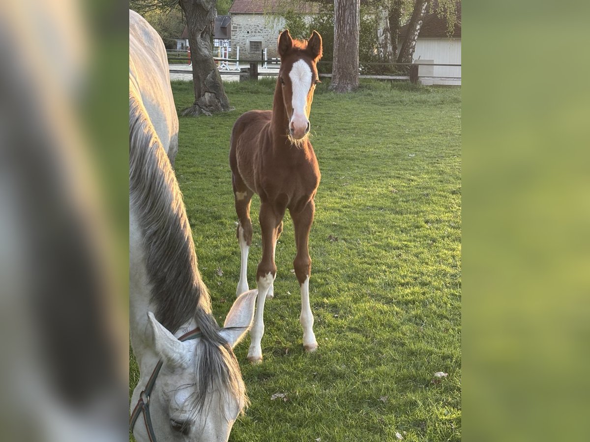Westphalian Stallion  Chestnut-Red in Delbr&#xFC;ck