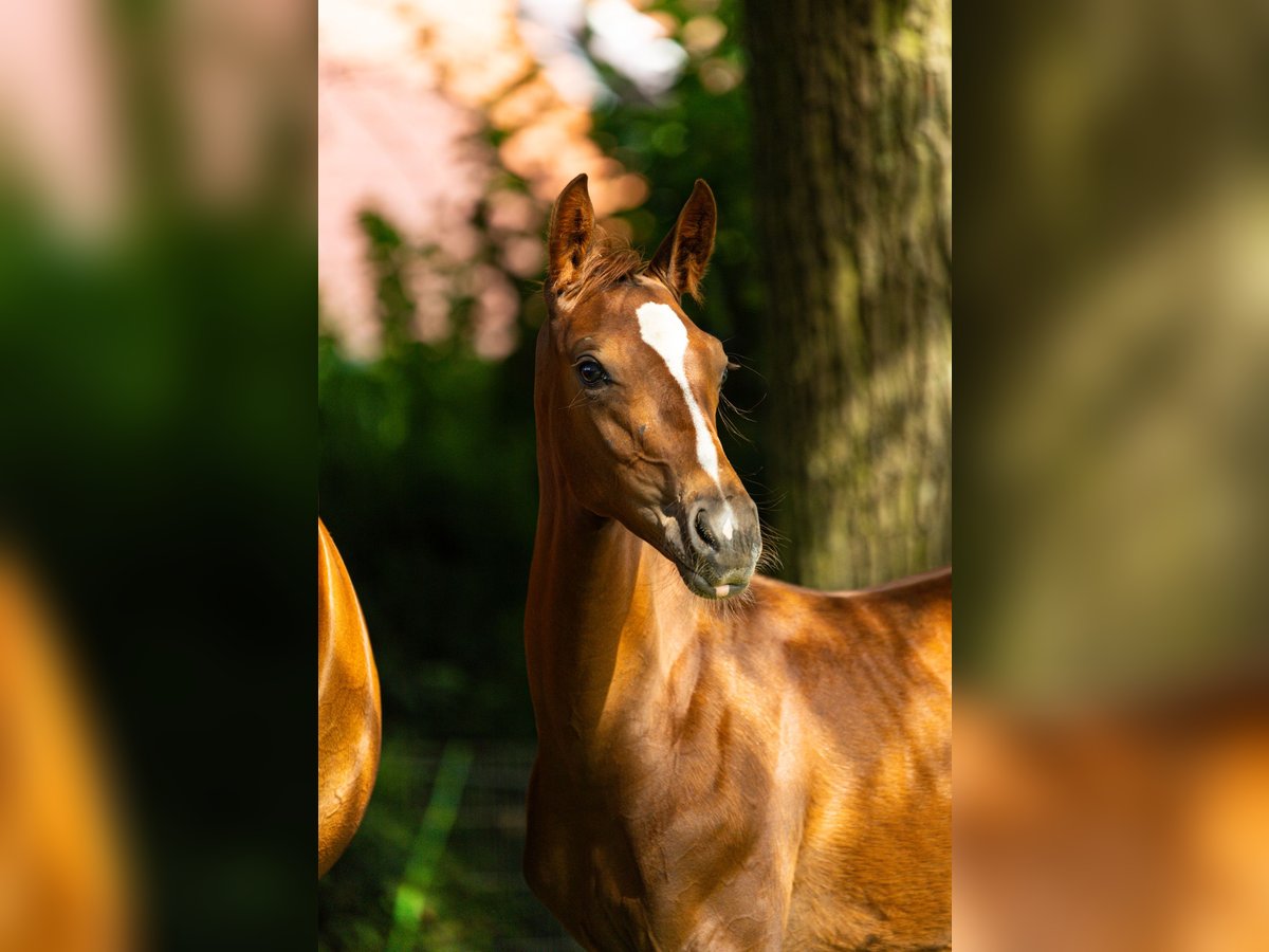 Westphalian Stallion Foal (04/2024) Chestnut-Red in DorstenD