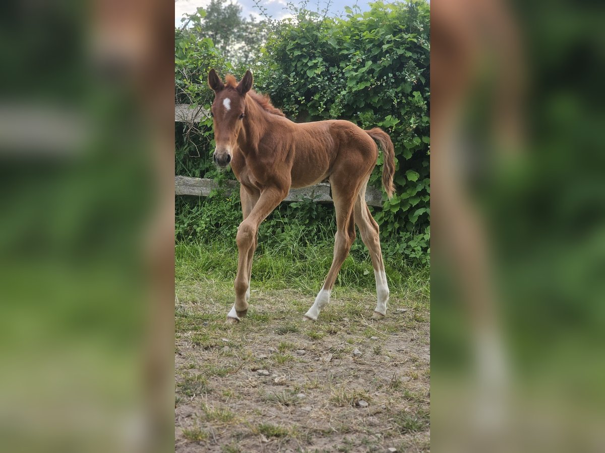 Westphalian Stallion  Chestnut-Red in Marienm&#xFC;nster