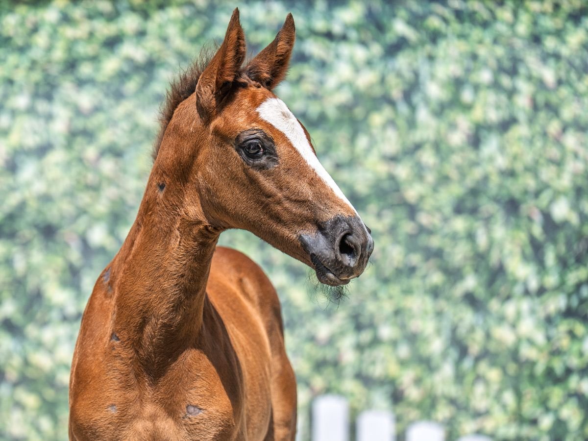 Westphalian Stallion  Chestnut-Red in M&#xFC;nster Handorf