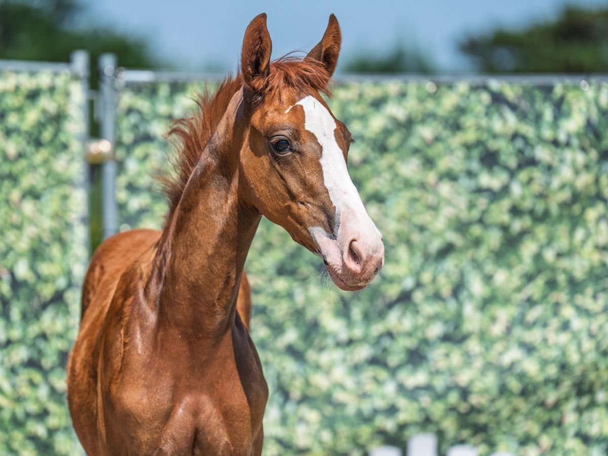 Westphalian Stallion  Chestnut-Red in M&#xFC;nster Handorf