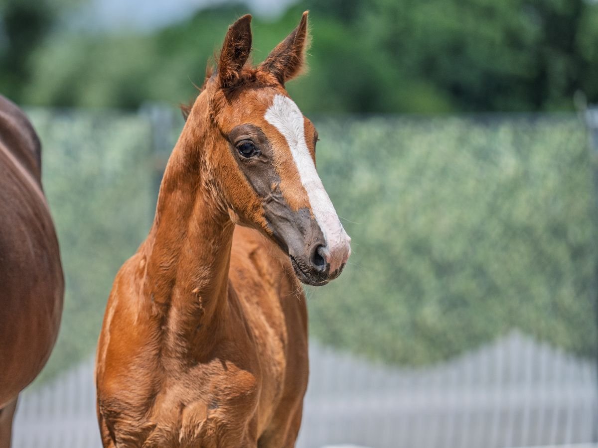 Westphalian Stallion  Chestnut-Red in M&#xFC;nster Handorf
