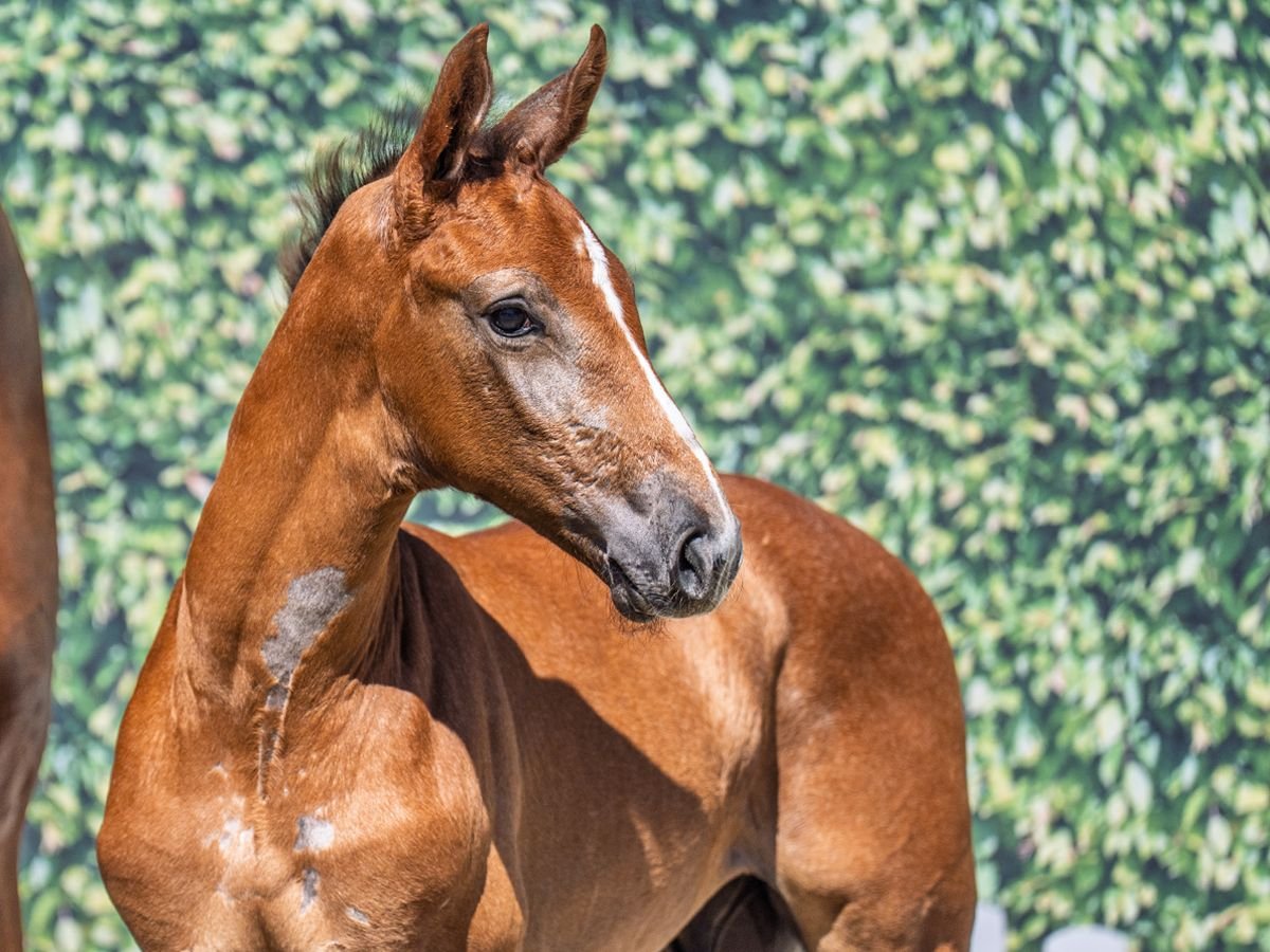 Westphalian Stallion  Chestnut-Red in M&#xFC;nster Handorf