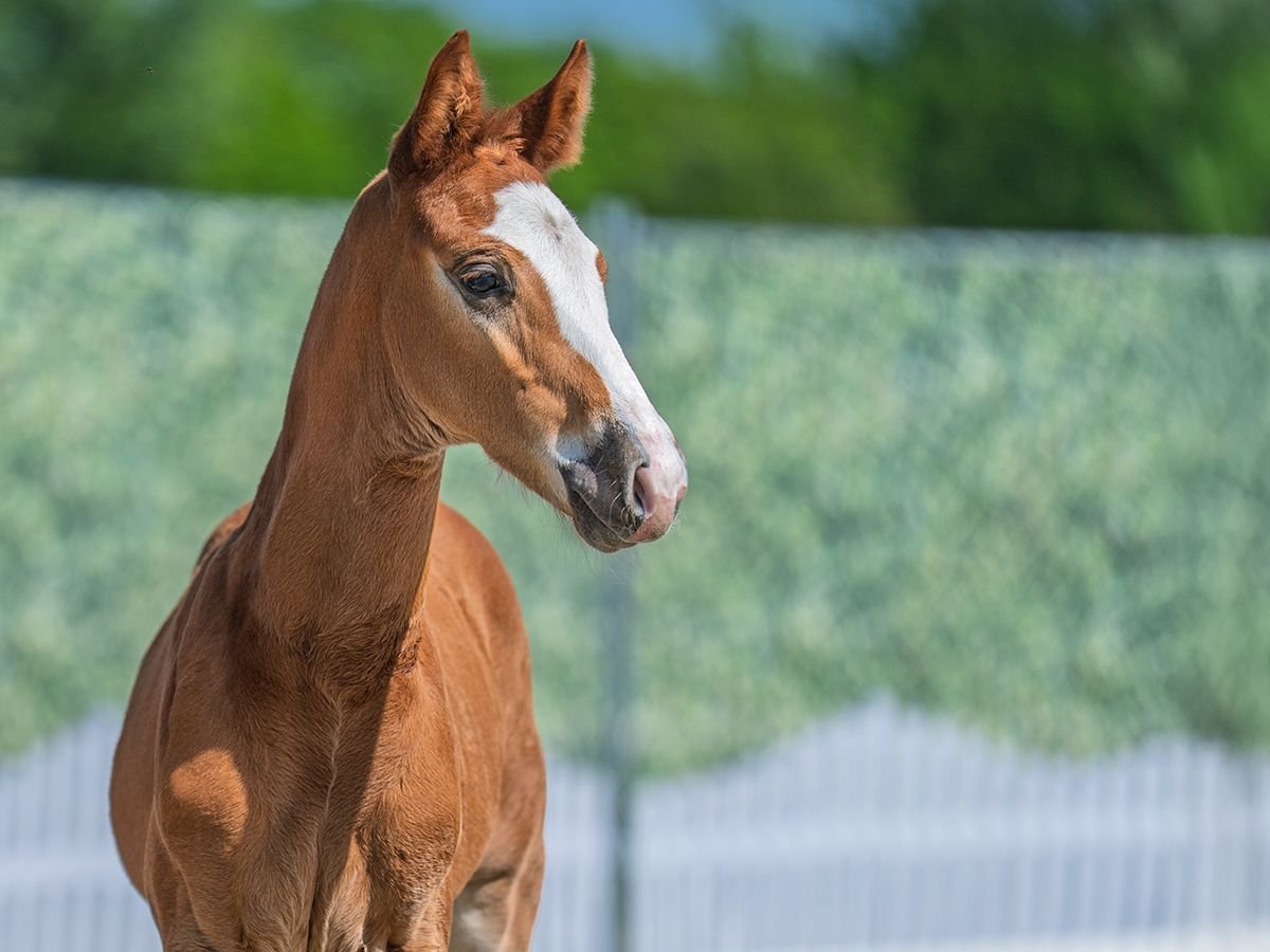 Westphalian Stallion  Chestnut-Red in M&#xFC;nster Handorf