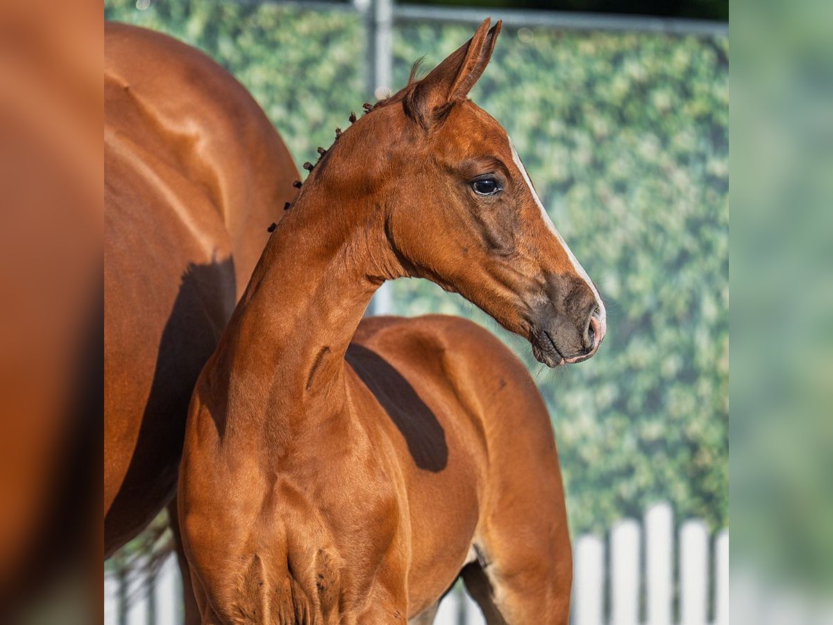 Westphalian Stallion Foal (06/2025) Chestnut-Red in M&#xFC;nster-Handorf