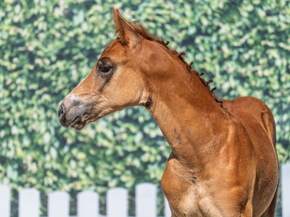 Westphalian Stallion  Chestnut-Red in M&#xFC;nster Handorf