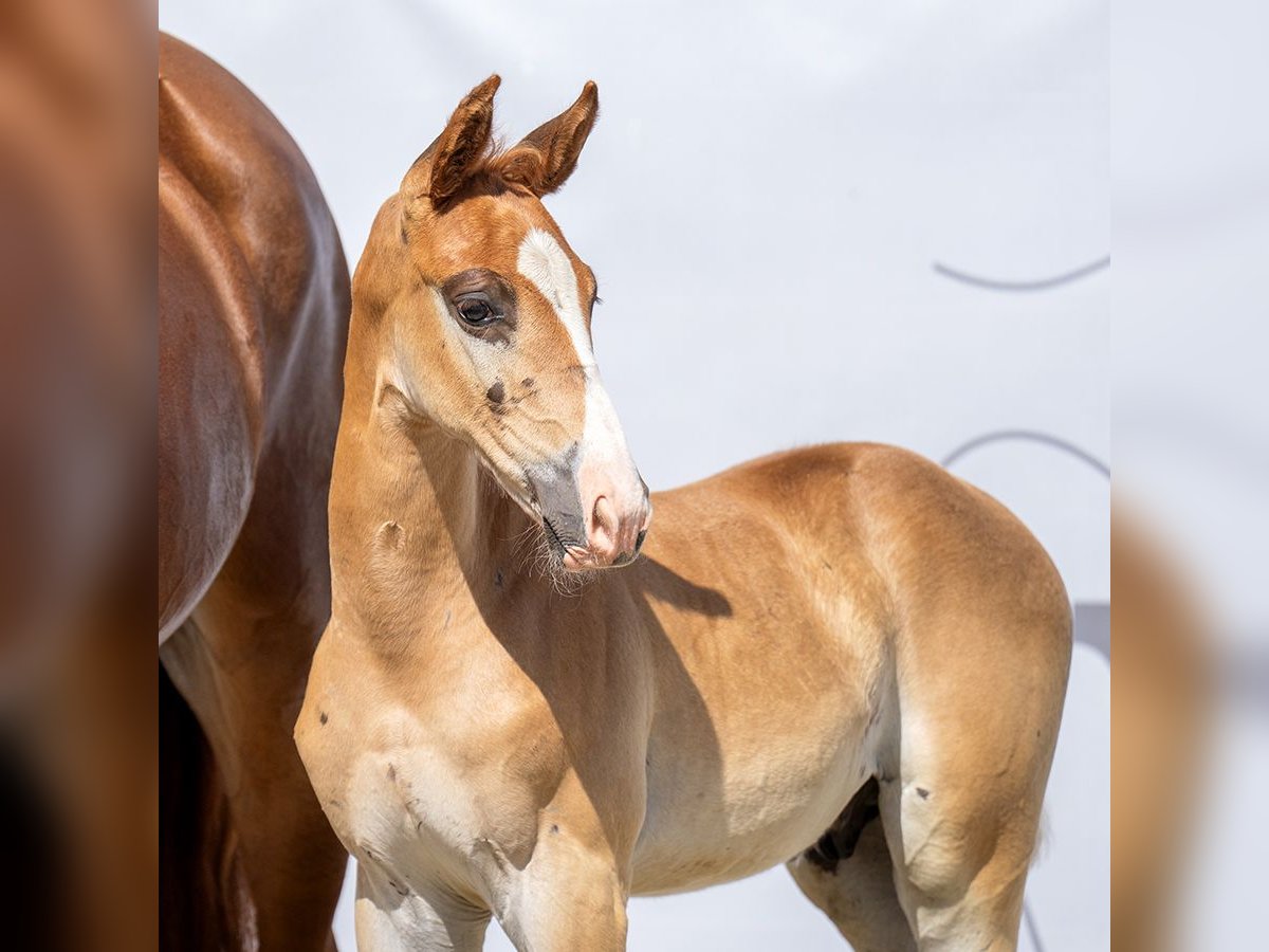 Westphalian Stallion Foal (06/2023) Chestnut in Münster-Handorf