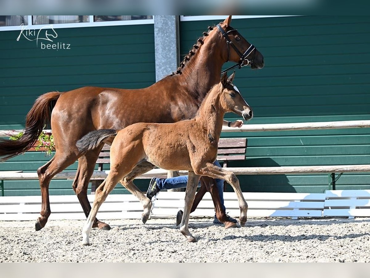 Westphalian Stallion  in R&#xF6;dinghausen