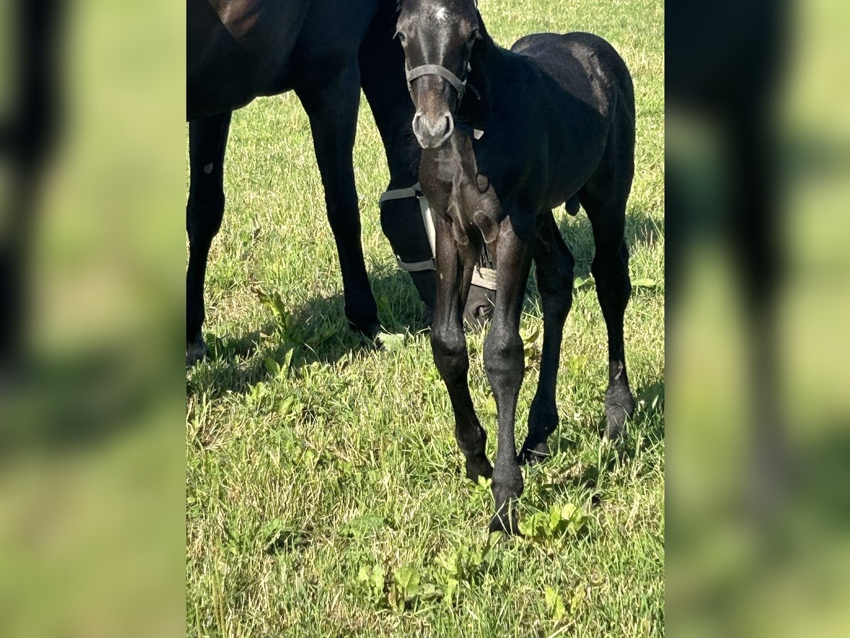 Westphalian Stallion Foal (06/2025) Gray-Dark-Tan in Borken