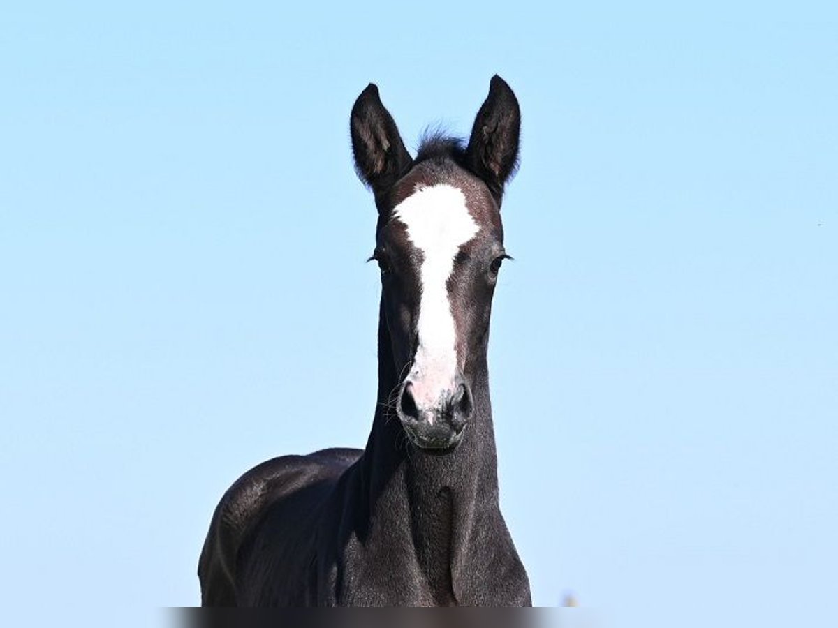 Westphalian Stallion  Gray in Reichenwalde