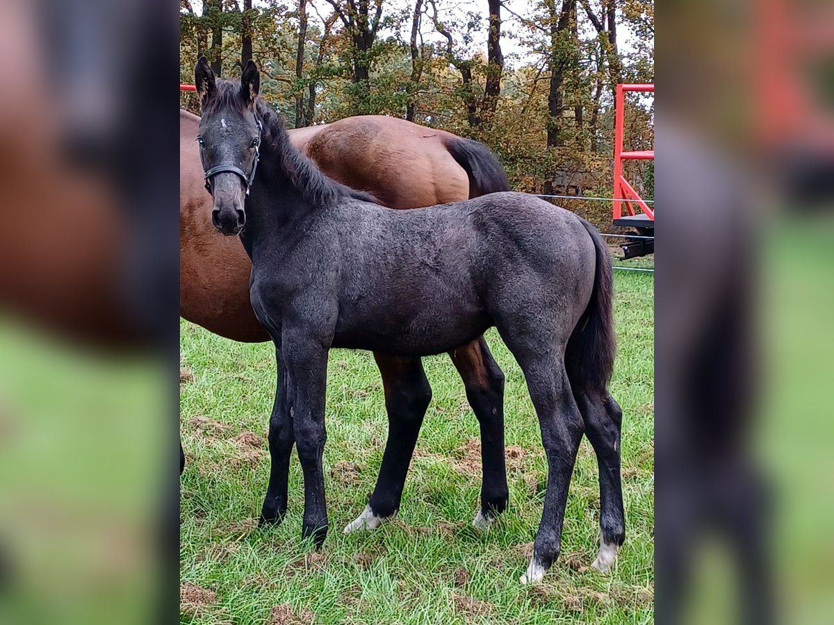 Westphalian Stallion Foal (06/2025) Grey-Dapple in Uetze