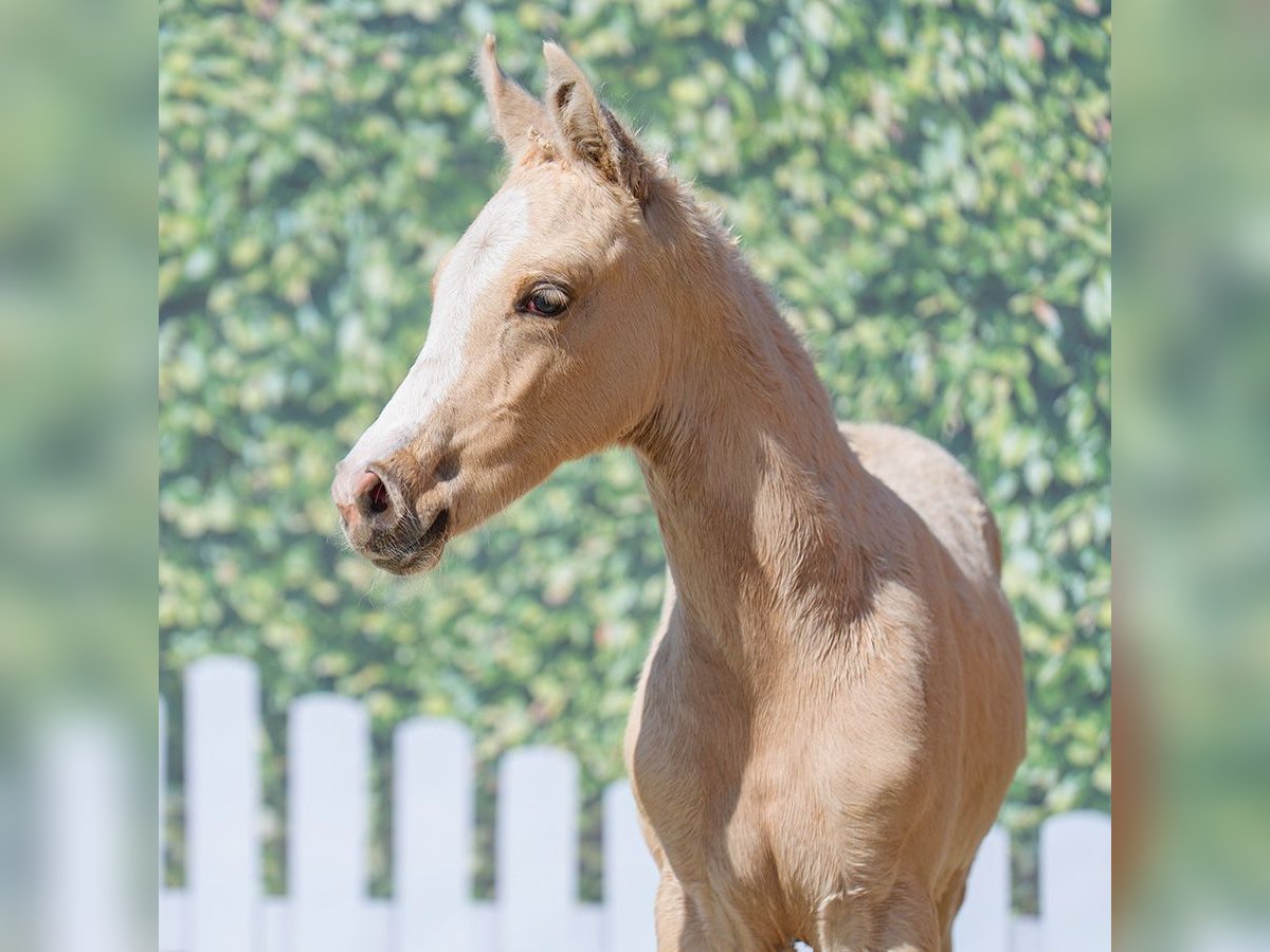 Westphalian Stallion  Palomino in Mnster-Handorf