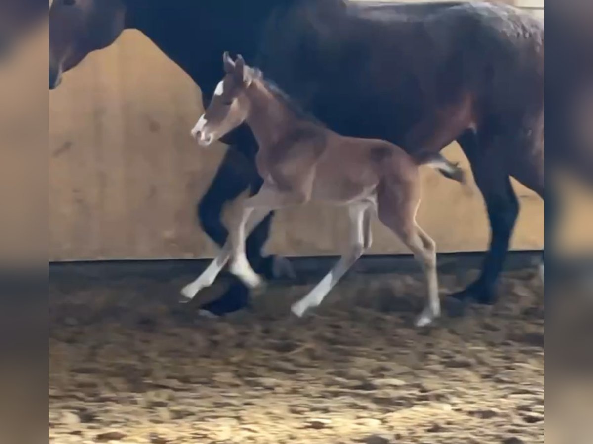 Westphalian Stallion Foal (02/2025) in Witten