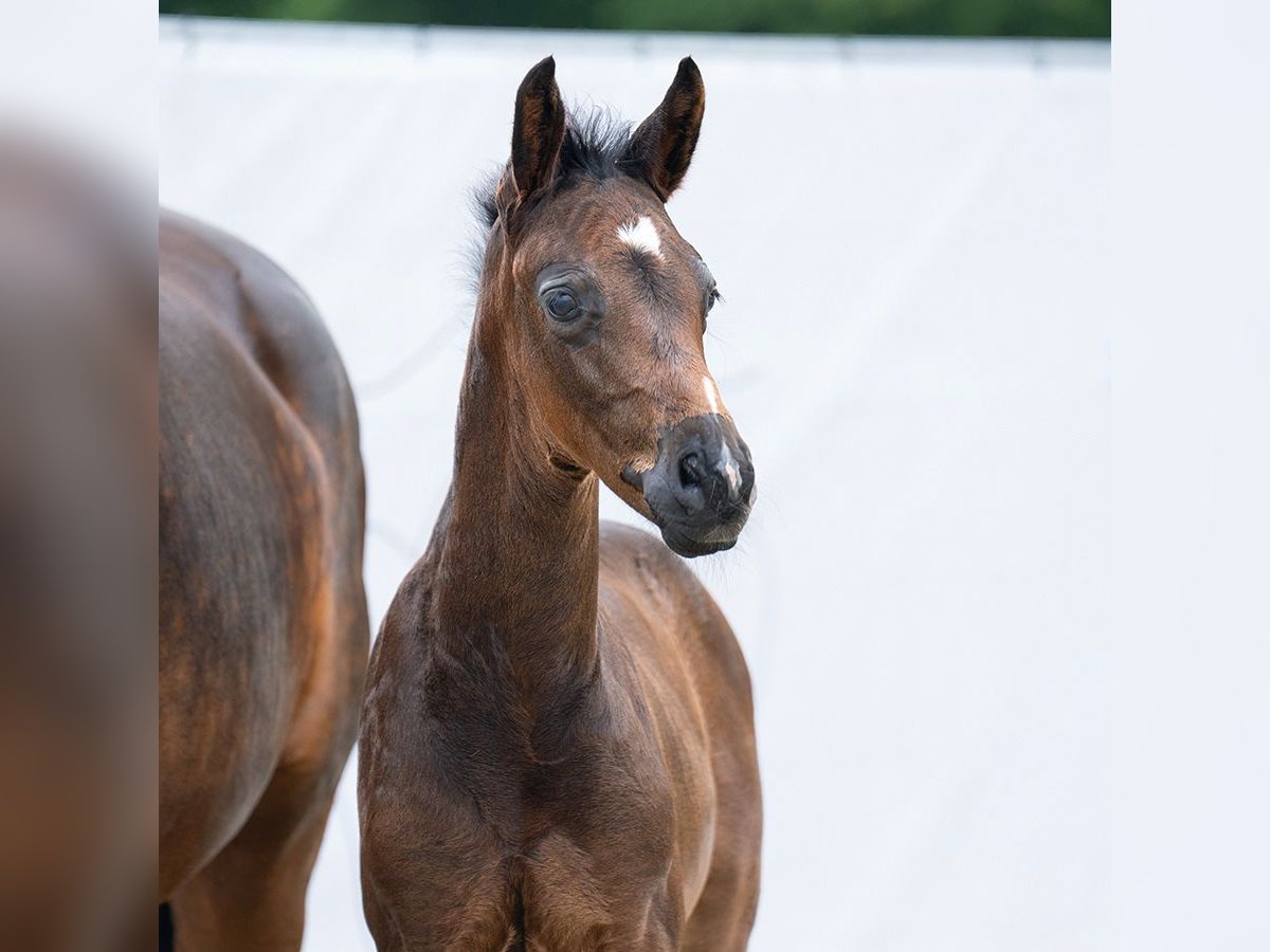 Westphalian Stallion Foal (05/2023) Smoky-Black in Münster-Handorf