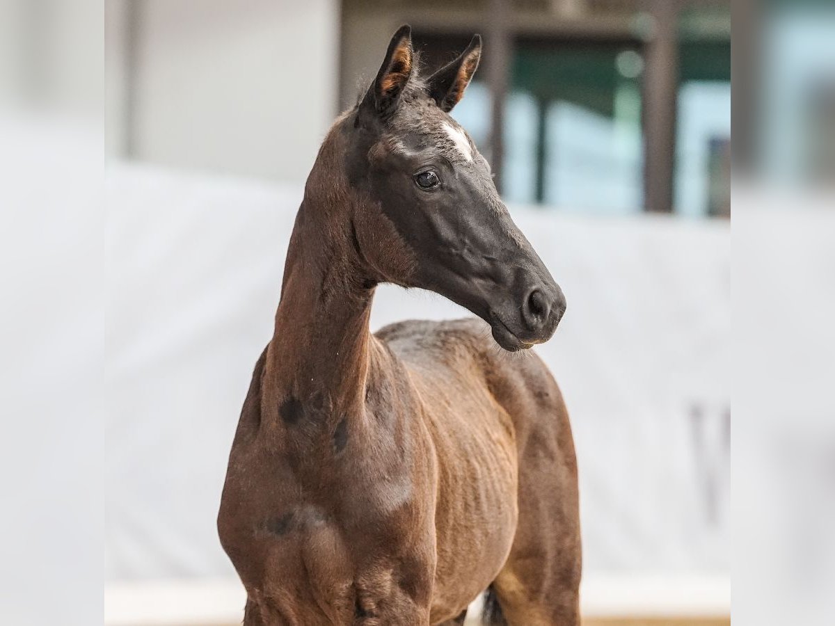 Westphalian Stallion Foal (04/2024) Smoky-Black in Werne