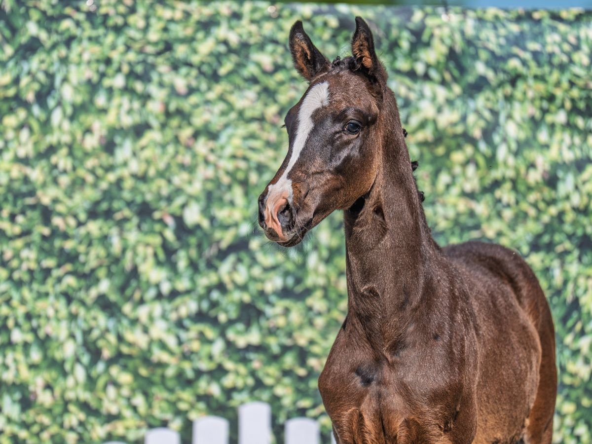 Westphalian Stallion  Smoky-Black in M&#xFC;nster Handorf