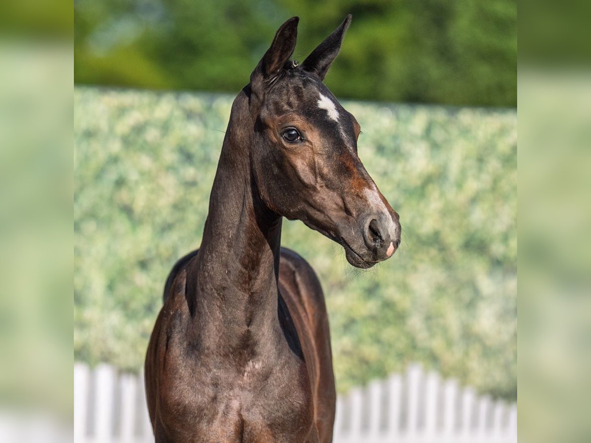 Westphalian Stallion Foal (05/2025) Smoky-Black in M&#xFC;nster-Handorf