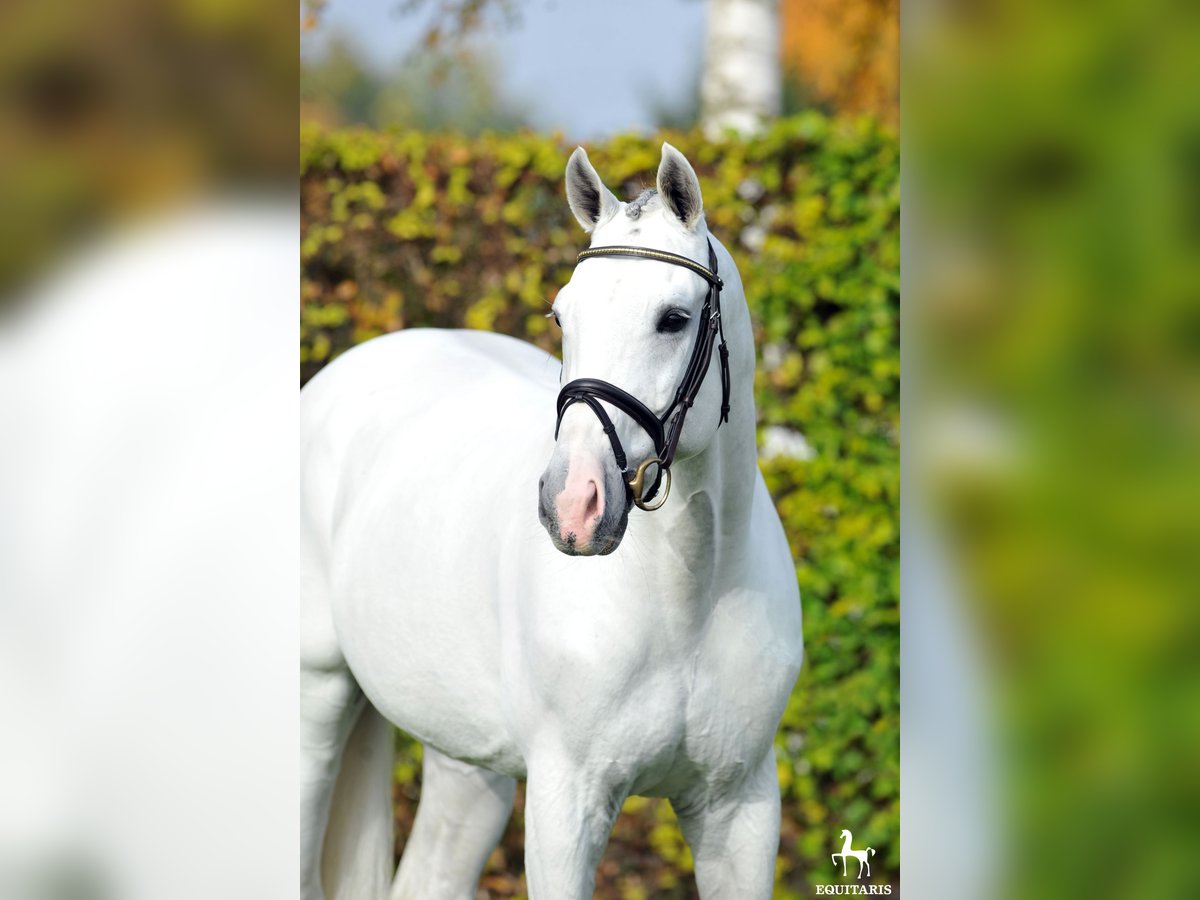 Westphalian Stallion Grey in H&#xF6;rstel