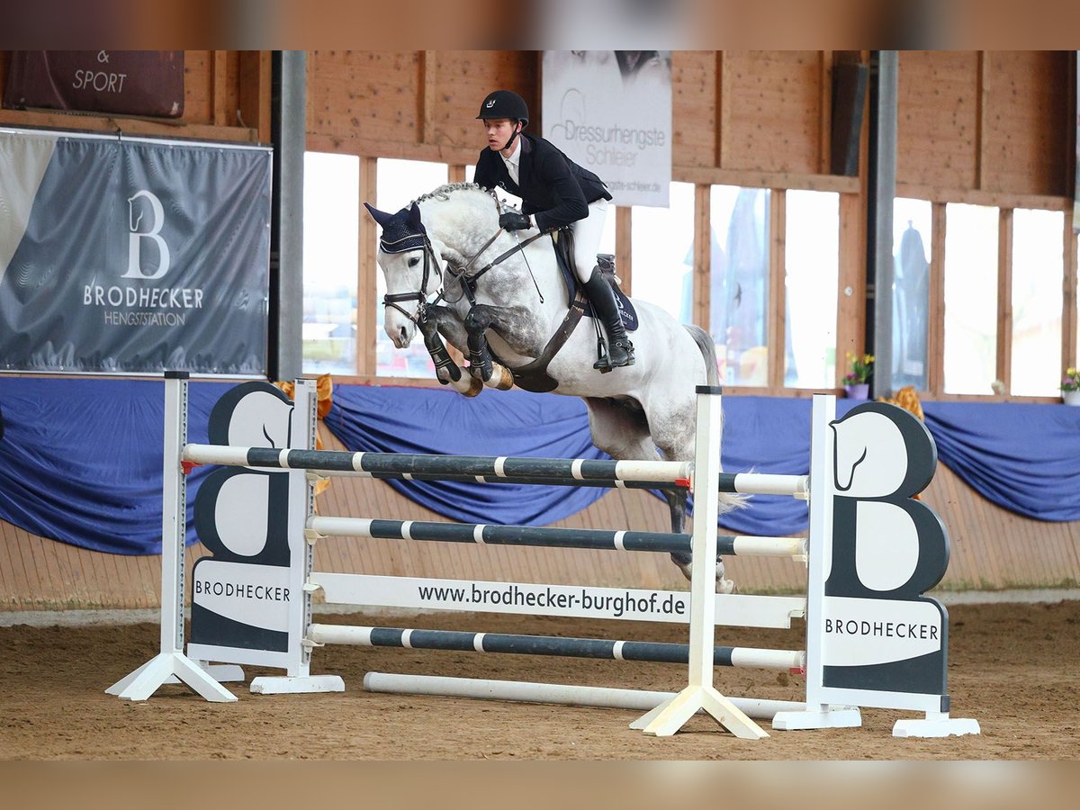 Westphalian Stallion Grey in Riedstadt