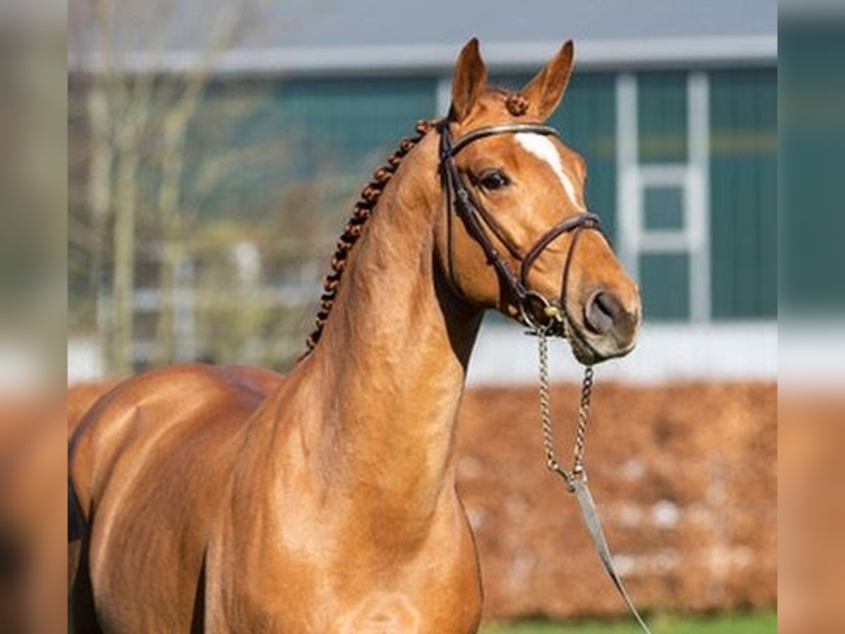 Westphalian Stallion in H&#xF6;rstel