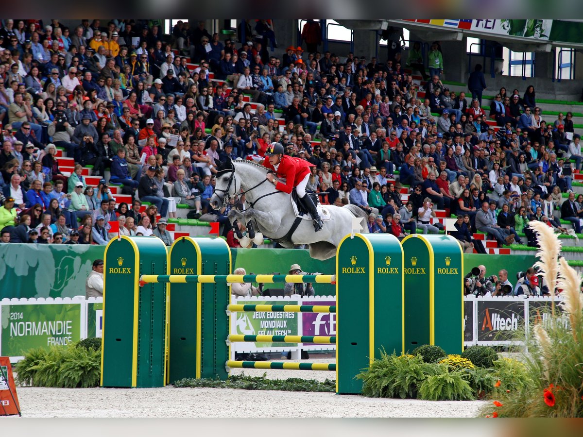 Westphalian Stallion in Celle