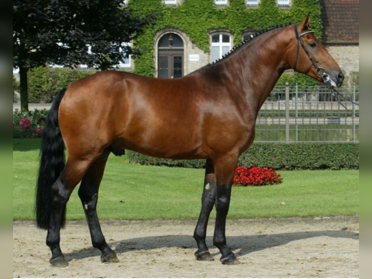 Westphalian Stallion in Mansfeld