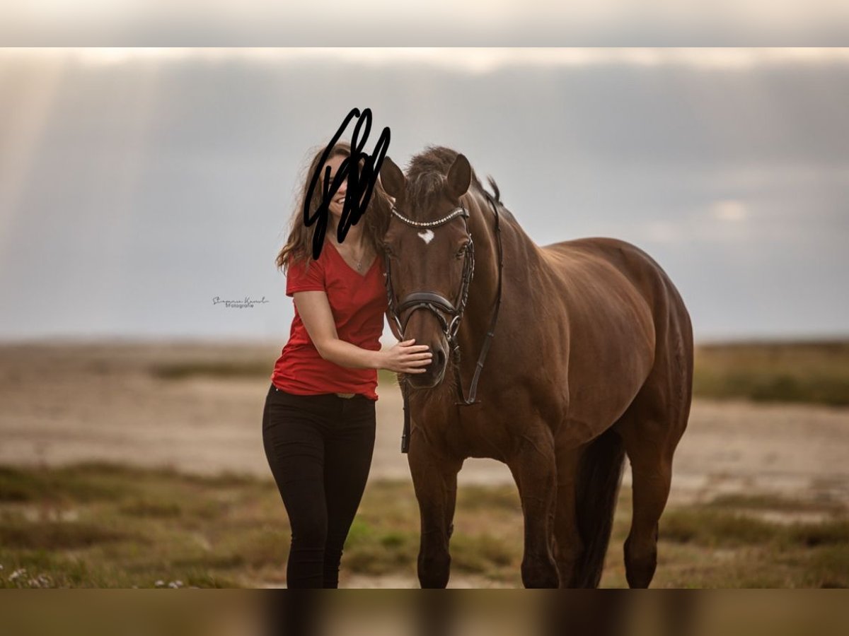 Westphalien Étalon 18 Ans 170 cm Bai in Rehm-Flehde-Bargen
