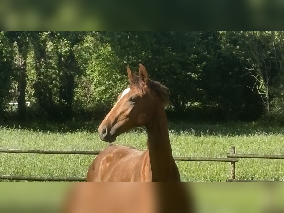 Westphalien Étalon 1 Année 160 cm Alezan brûlé in TelgteTelgte