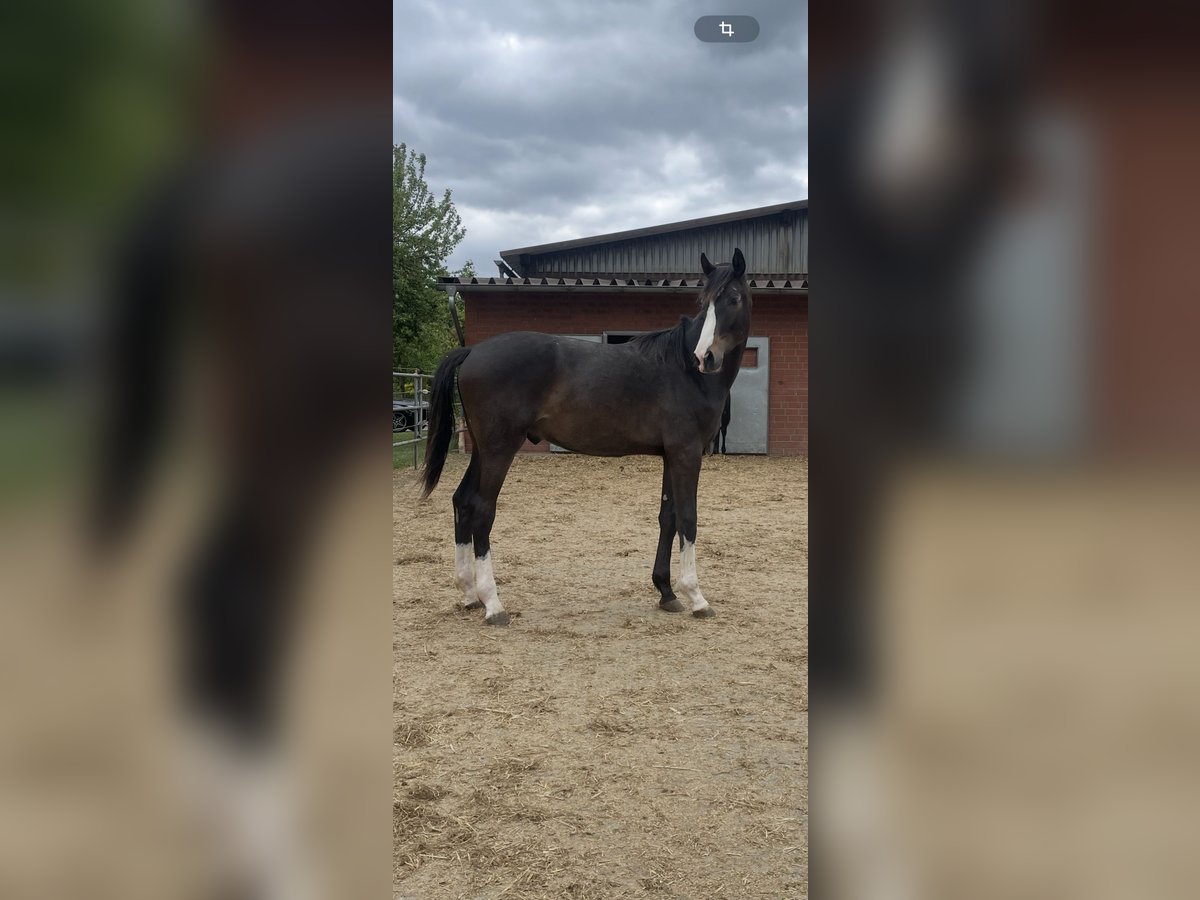 Westphalien Étalon 1 Année 170 cm Bai brun foncé in Melle