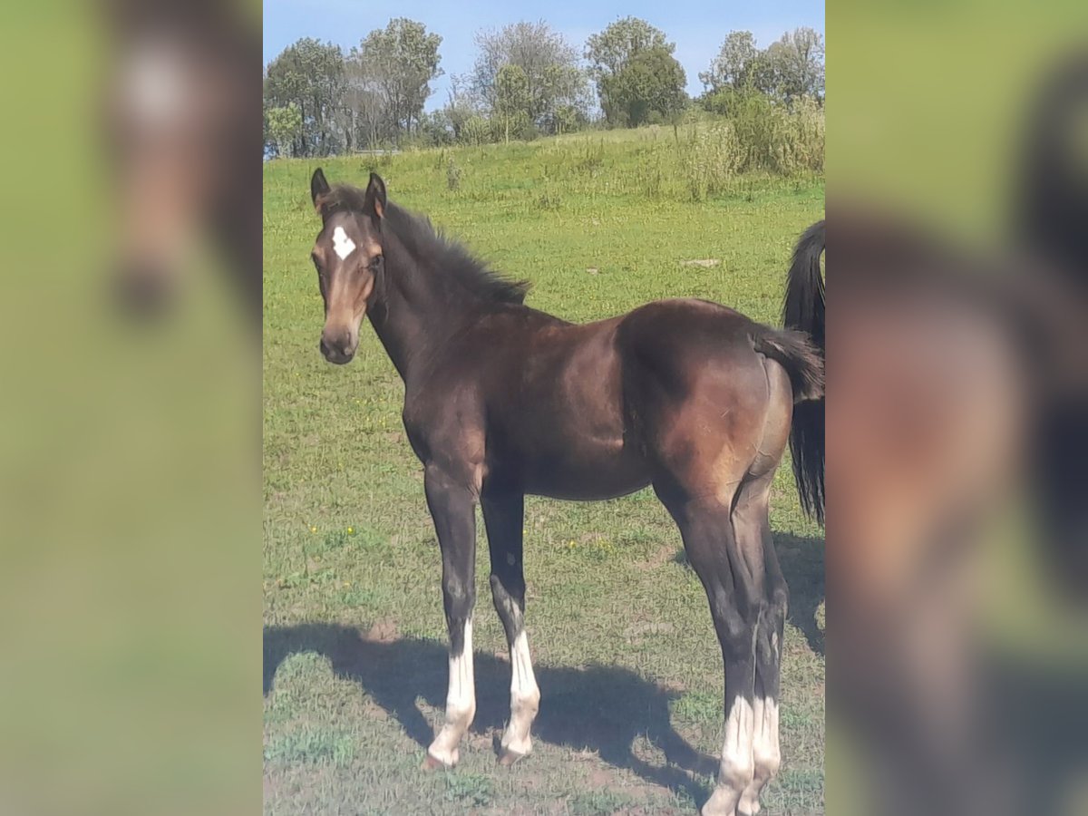 Westphalien Étalon 1 Année Bai in Schotten