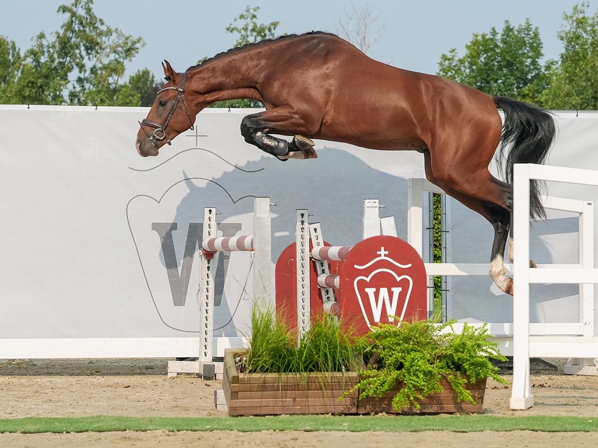 Westphalien Étalon 2 Ans 163 cm Bai brun in Münster