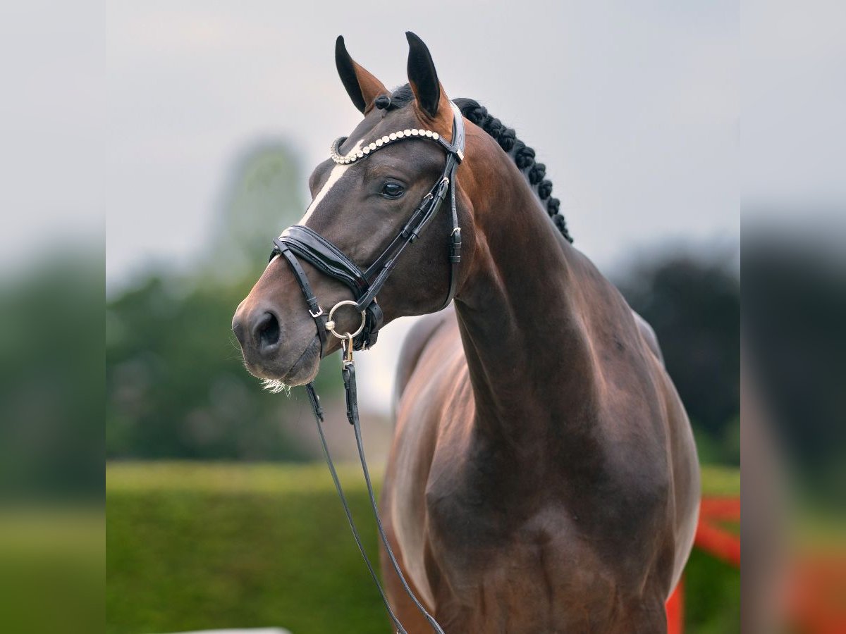 Westphalien Étalon 2 Ans 166 cm Bai in Münster-Handorf