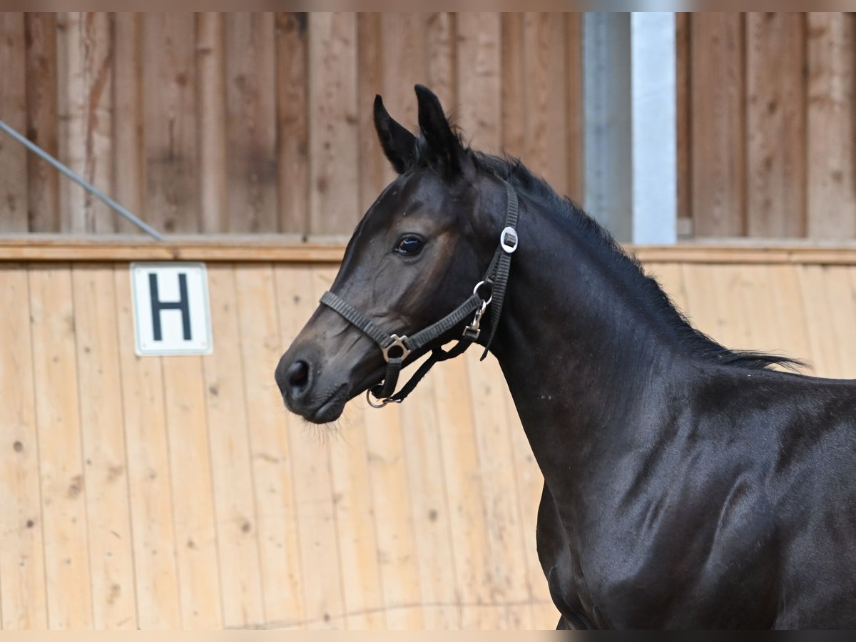 Westphalien Étalon 2 Ans 170 cm Gris noir in Reichenwalde