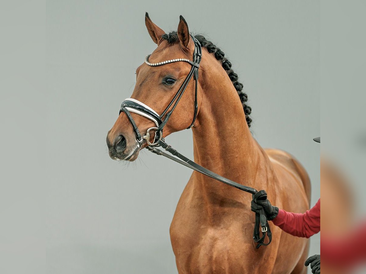 Westphalien Étalon 2 Ans Bai clair in Münster-Handorf