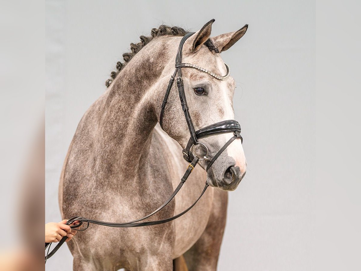 Westphalien Étalon 2 Ans Gris in Münster-Handorf