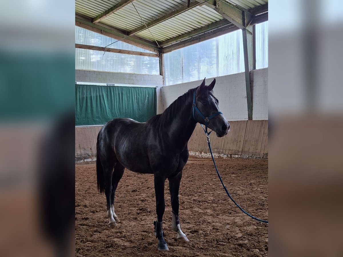 Westphalien Étalon 2 Ans Gris pommelé in Tecklenburg