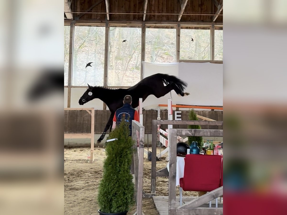 Westphalien Étalon 3 Ans 169 cm Noir in B&#xFC;nde