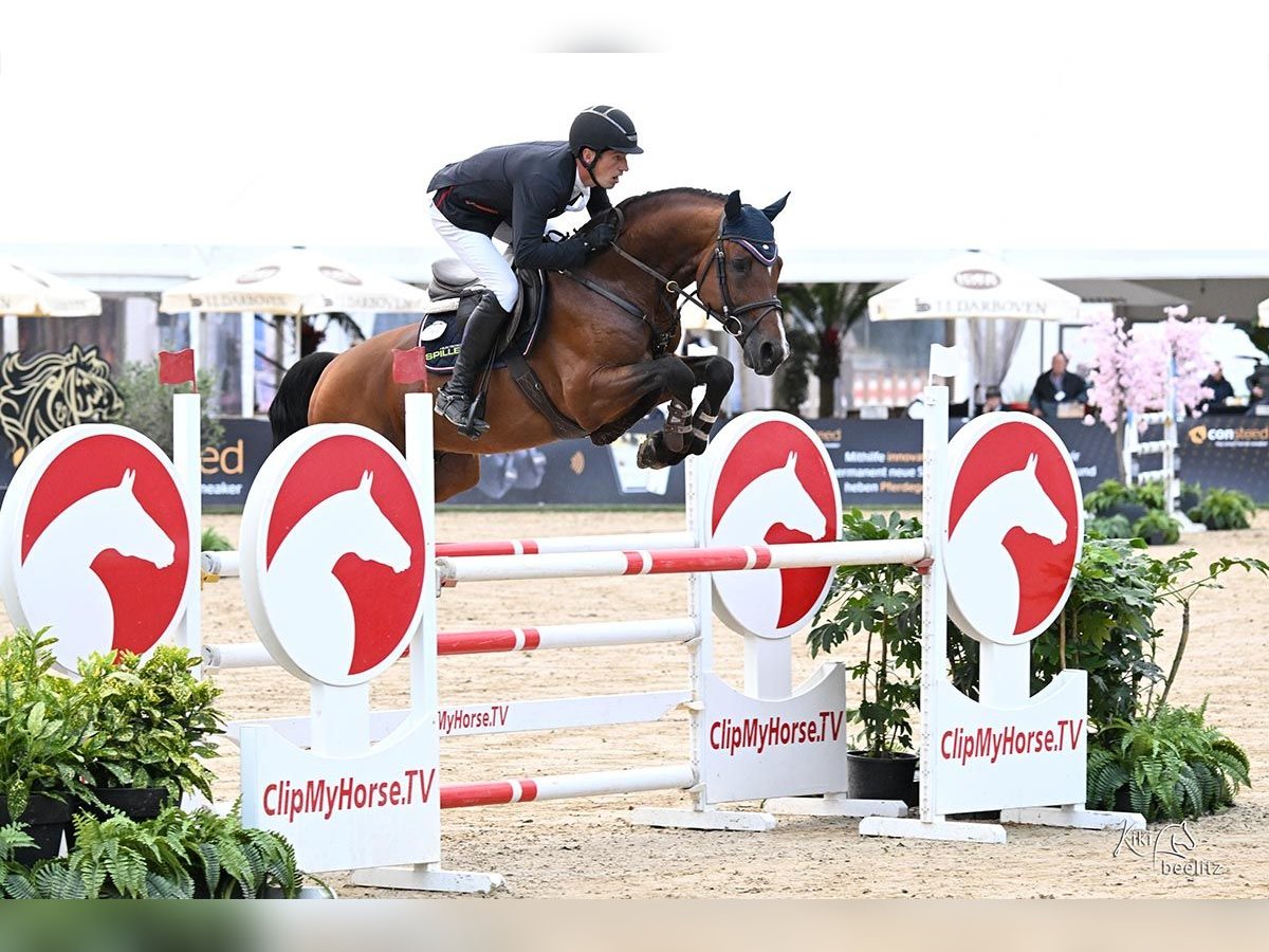 Westphalien Étalon 6 Ans 169 cm Bai in Borken